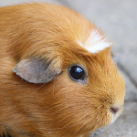 American Brown Guinea Pig
