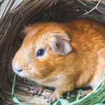 American Brown Guinea Pig