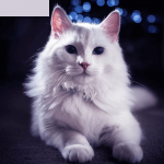 Mèo Angora Thổ Nhĩ Kỳ siêu đẹp