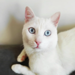 Mèo Angora Thổ Nhĩ Kỳ siêu đẹp