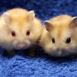 Hamster vàng chanh Thái Lan