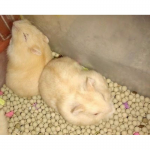 Hamster vàng chanh Thái Lan