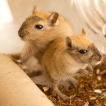 Gerbil Monoglian (chuột nhảy)