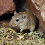 Gerbil Monoglian (chuột nhảy)