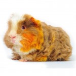 Guinea Pig lông xù