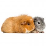 Guinea Pig lông xù