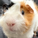 Guinea Pig Tam thể