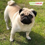 Pug 3 tháng tuổi