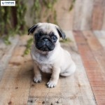 Pug 3 tháng tuổi