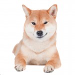 Shiba inu 2 tháng tuổi
