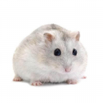 Hamster Winter White