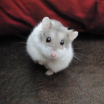 Hamster Winter White