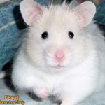 Hamster Winter White