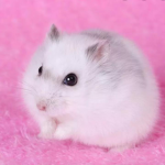 Hamster Winter White