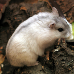 Chuột đồng Siberia