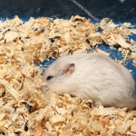 Chuột đồng Siberia