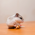 Chuột đồng Siberia