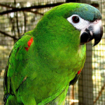 Vẹt Hahns Macw (Mini Macw)