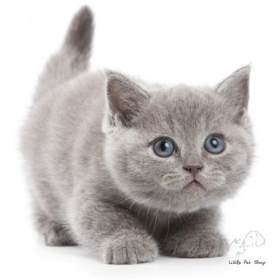 Mèo Anh lông ngắn mắt xanh