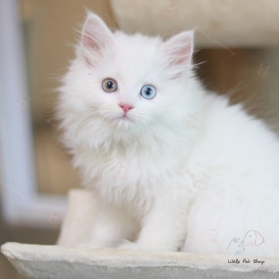 Mèo Anh lông dài mắt hai màu