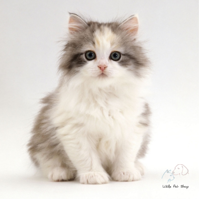 Mèo Ba Tư đáng yêu 4 tháng tuổi