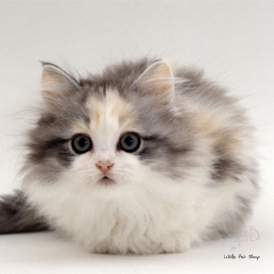 Mèo Ba Tư đáng yêu 4 tháng tuổi