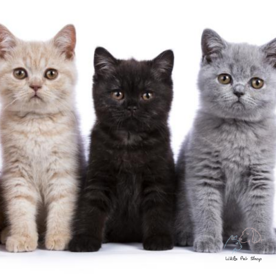 Mèo Anh lông ngắn mắt xanh