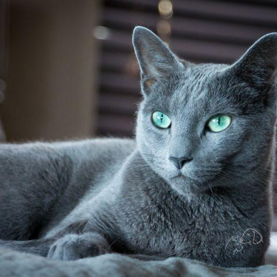 Mèo Nga mắt xanh - Russian Blue đặc biệt hiếm