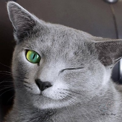 Mèo Nga mắt xanh - Russian Blue đặc biệt hiếm