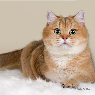 Mèo Golden lông vàng siêu ngầu