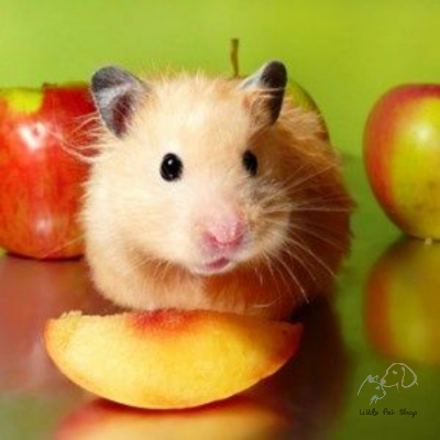 Chuột Hamster màu vàng đáng yêu