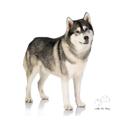 Husky 5 tháng tuổi