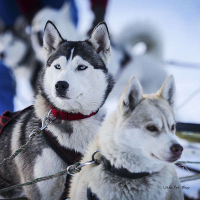 Husky 5 tháng tuổi