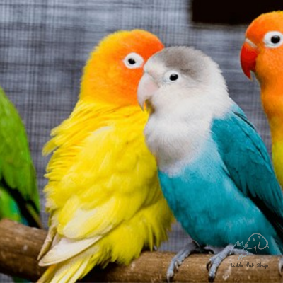 Vẹt Lovebird