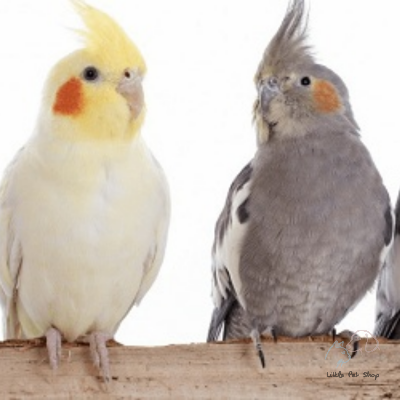 Vẹt Cockatiel