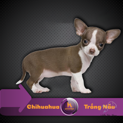 Chihuahua 1 tháng tuổi
