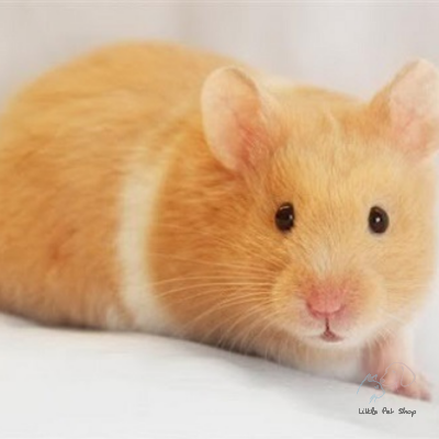 Bear gấu lông sát 