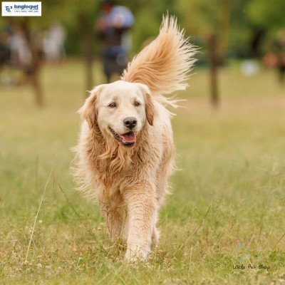 Golden Retriever 6 tháng tuổi