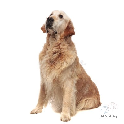 Golden Retriever 6 tháng tuổi
