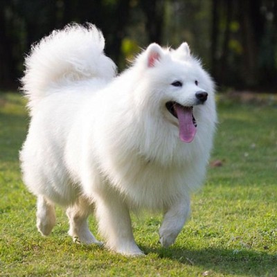 Samoyed 4 tháng tuổi