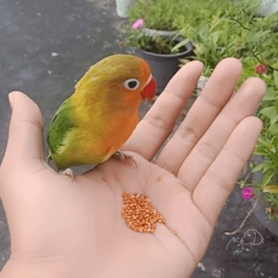 Vẹt Lovebird