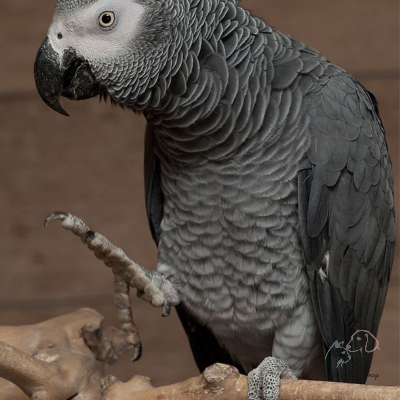 Vẹt xám Châu Phi