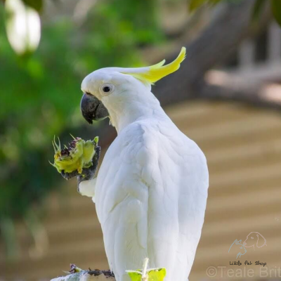 Vẹt Cockatoo