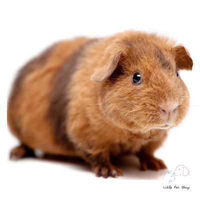 American Brown Guinea Pig