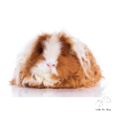 Guinea Pig Texel