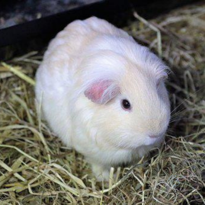 Guinea Pig White