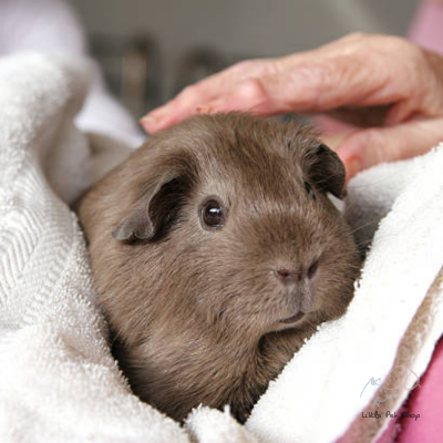 Guinea Pig Grey
