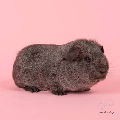 Guinea Pig Grey