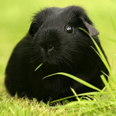Guinea Pig Black