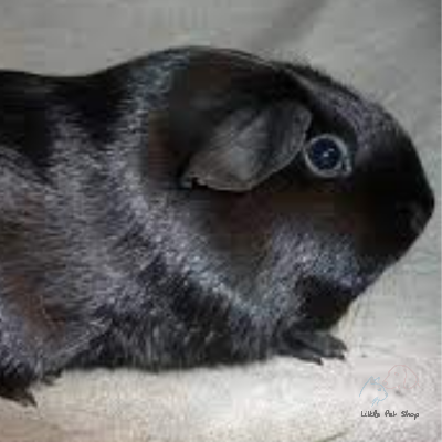 Guinea Pig Black